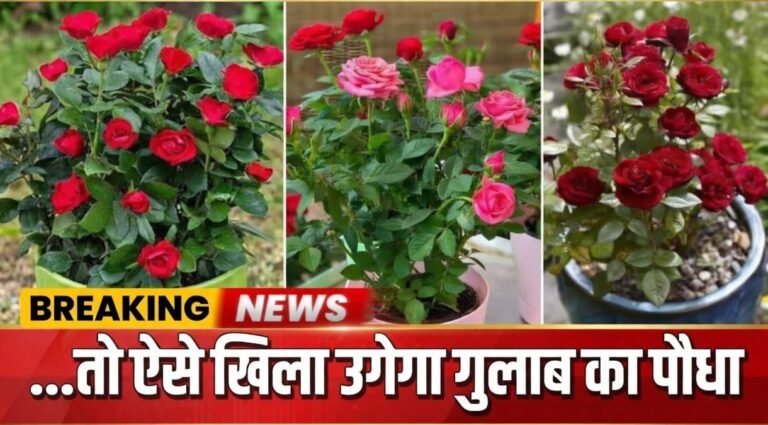 Rose Plant Care Tips
