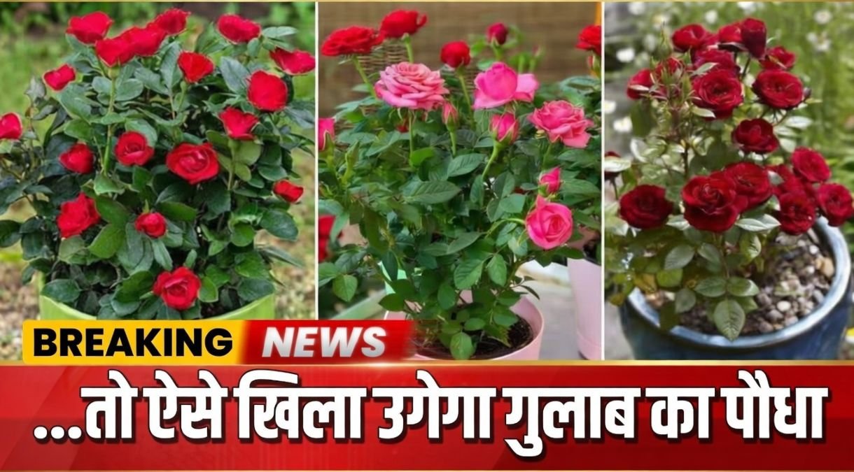 Rose Plant Care Tips