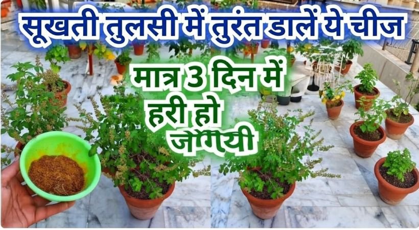 Tulsi plant care tips Tulsi plant care Holy basil care Tulsi ke paudhe ki dekhbhal Tulsi plant at home Tulsi winter care Tulsi plant in winter How to save dying Tulsi plant Tulsi plant dying in winter Tulsi care in rainy season / barish mein tulsi ki dekhbhal Tulsi plant bushy kaise banaye Tulsi plant green and healthy tips