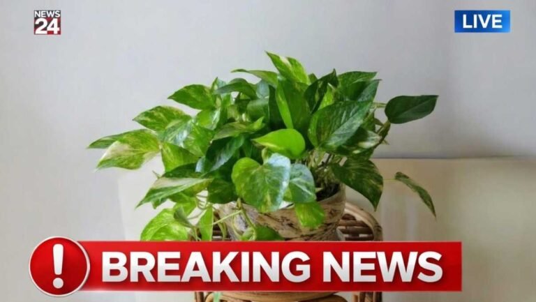 fertilize-pothos-coffee-grounds