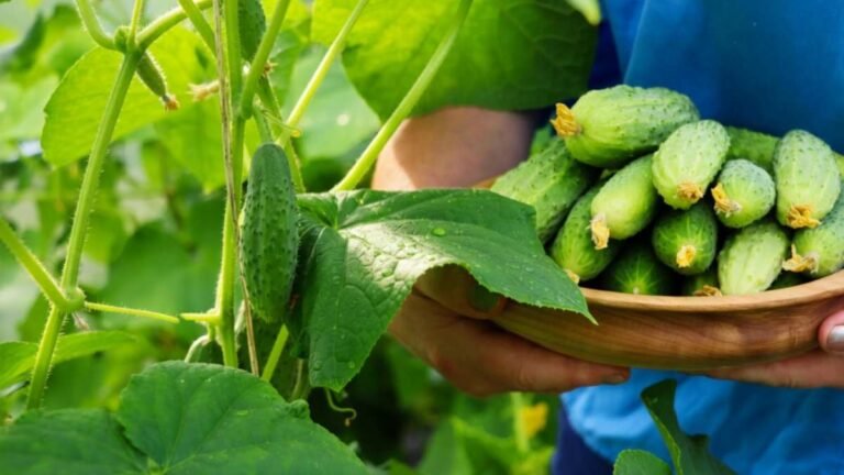 Grow Fresh Cucumbers