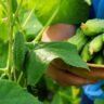 Grow Fresh Cucumbers